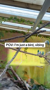 Ever wondered what it’s like from a bird’s point of view? 👀 Walk with me through the aviary and get up close with budgies, cockatiels, finches, bourkes and more—all living together in a peaceful mixed-species flock. It’s the closest you’ll get to being part of the squad 😅 #birds #aviary #budgies #cockatiel #finches #bourkeparrot #birdwatching #petbirds #birdtok #birdlover #mixedspecies #pov #povaviary | Bird Lounge