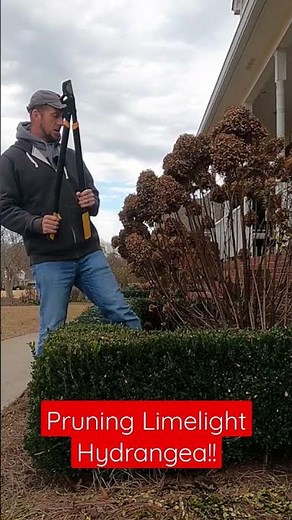 How to Prune Limelight Hydrangea!! #gardening #gardeningtips #theplantdoctor #pruning