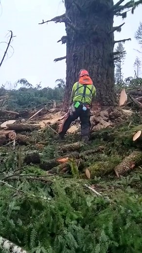 11K views · 415 reactions | . . . . . #logger #logging #chainsaw #arborist #stihl #treework #treelife #treecutting #loggers #stihlchainsaw #husqvarna #arblife #treecare #loggerlife #treesurgeon #forestry #treefelling #arboristlife #treeclimber #treeclimbing #treeservice #treeremoval #lumberjack #timberfaller #arboriculture #arboristsofinstagram #arborists #axe #treeworker #forest | Logger Pro | Facebook
