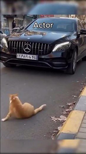 😼 Meow Meme: Funniest Cat Moments Ever 😹 | Best Cat #Memes #FunnyCats