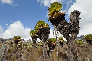 Giant Groundsel adalah salah satu groundsel raksasa yang endemik di...