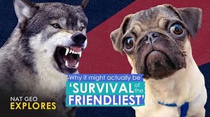 Why it actually might be 'survival of the friendliest'