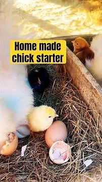 No Chick Starter?! What I Fed My Newly Hatched Chicks