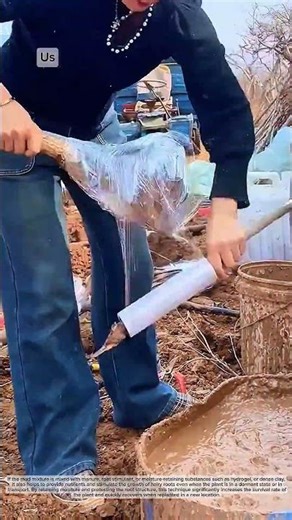 Root care techniques before transporting and planting elsewhere