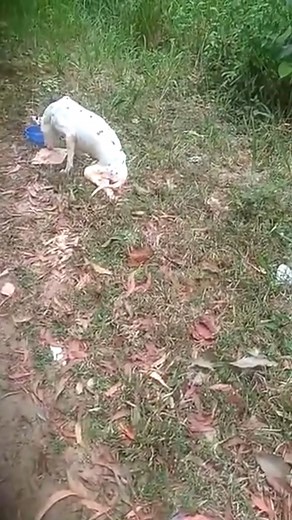 3.2K views · 106 reactions | #savinganimals #dogs #dogrescue #helpdogs #rescuedog #doglife | DOG Lovers | Facebook