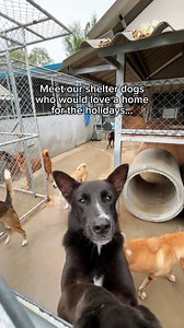 7.4M views · 462K reactions | While the world celebrates, these shelter dogs are still waiting for their one wish to come true — a family.梁 As another year comes to an end, it also means another year they’ve spent waiting. If you’ve ever thought about adopting, maybe now is the time to make that wish come true. Visit our website to learn more about adopting www.soidog.org/adopt | Soi Dog Foundation | Facebook