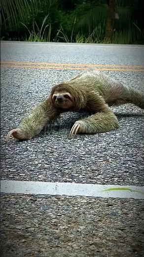 Why Do Sloths Move So Slowly? 🦥 | Strange Animal Facts #shorts #facts #animals