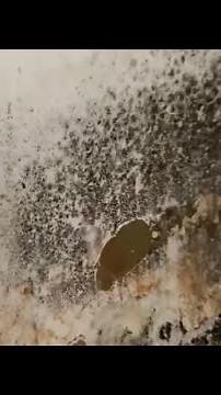 Removing DISGUSTING BLACK MOLD