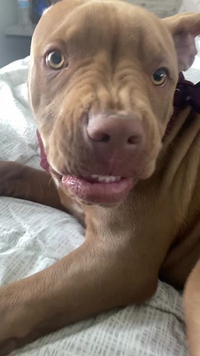 Understanding Simba: The Red Nose Pitbull