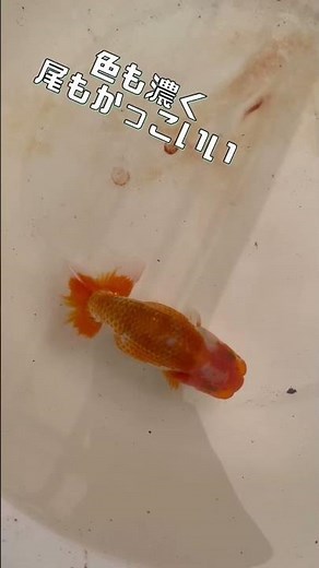 day198 飼い方でここまで変わる金魚。色も濃くなり綺麗な尾なのはなぁぜなぁぜ？ #金魚飼育 #アクアリウム