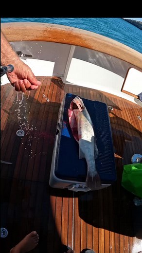 146K views · 922 reactions | How to Gill, Gut and Scale a Giant Croaker Part 3 #croaker #croakerfish #filleting #fishfillet #filletingfish #fishing #fishingtime #fishingdaily | Your Saltwater Guide | Facebook