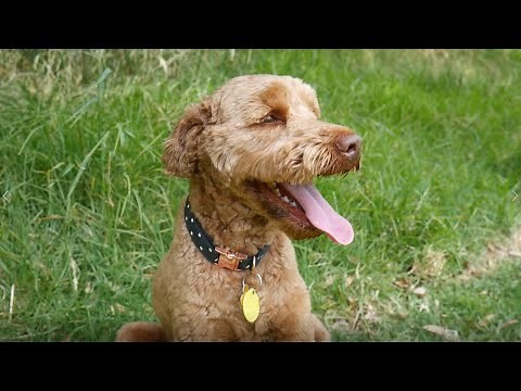 Giving My Dog The Best Day of His Life