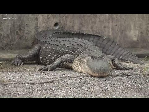 Large alligator walking in New Orleans' Lakeview