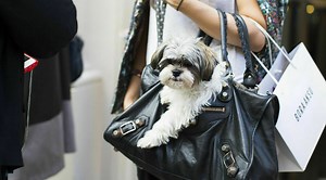 Kinesiska stjärntecken, vilka tecken passar du ihop med?