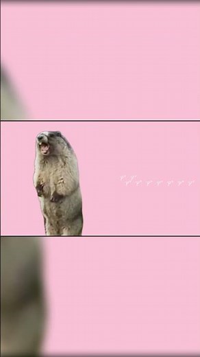 Kyu-kuraaaaaaaaa(Kyu-kurarin×Screaming Marmot)