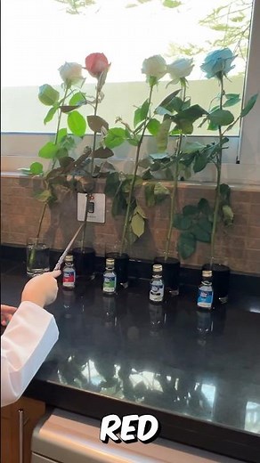 Colouring roses. Successful experiment