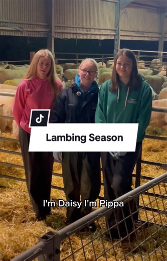 Lambing season is in full swing at Barony campus. HNC Agriculture students Daisy, Pippa and Emma have been getting hands-on experience in the lambing shed. #sruc #lambing #lambingseason #agriculture #farming