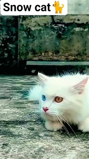 Snow cat🐈🐈🐈🐈 #youtubeshorts ....... #sabscrab .... #follow ................. #viralvideo