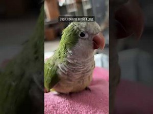 Parrot feather preening tips