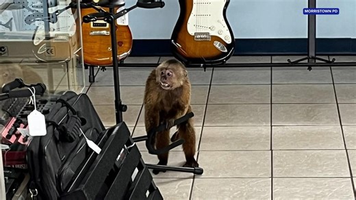 Watch: Escaped monkey causes chaos inside Tennessee music store