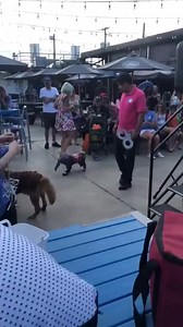 12K views · 531 reactions | Dog in Elephant costume Acts like wind up toy #reels #short #amazing #reelclip #animal | Stella Celine Reels | Facebook