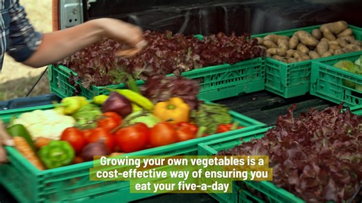 6 Vegetables You Can Plant In Both Fall And Winter