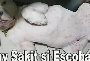 🐶 My Life as a FurDaddy – Dealing with American Bully Skin Problems 😢 - Paperblog