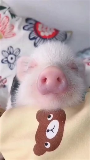 Cute Mini Pigs: Heartwarming Videos of Pet Pigs