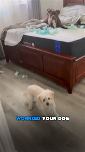 Master Dog Training on Reels