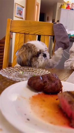 ShihTzu Universe 🌏 on Instagram: "The official biography of the Shih Tzu breed is spot on. We are not their owners; we are merely their dedicated, unpaid butlers! 🤣 Credits: @bentley.boy_shihtzu ✨️ DM us for credits/removal 📩"