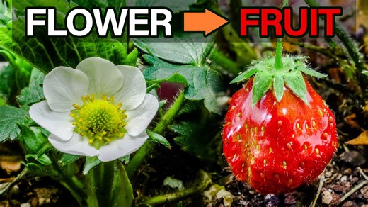 36 days of strawberry magic: Watch a berry grow from flower to fruit!