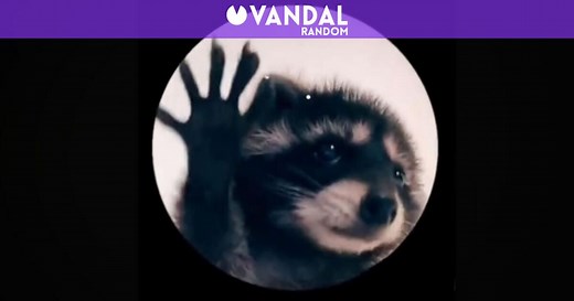 ¿De dónde viene el meme del mapache y por qué se ha convertido en la nueva sensación de las redes?