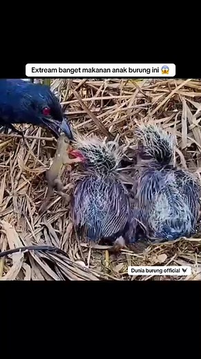 Burung bubut Jawa 😱🐦‍⬛ #dboduniaburungofficial #animals #sarangburung #burungbubut #eagle