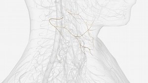 Transverse Cervical Nerve Sensory Branch Cervical Stock Footage Video (100% Royalty-free) 3427749023 | Shutterstock