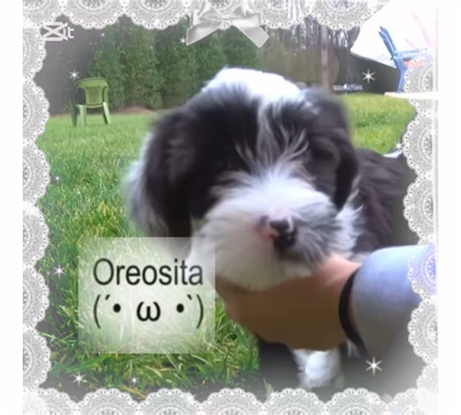 Cute Dog Moments Captured with CapCut Editing