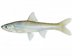 Minnow - Alchetron, The Free Social Encyclopedia