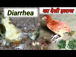 Diarrhea in Chicken || Diarrhea in poultry || desi murgi palan