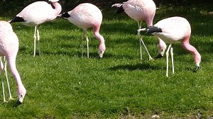 62 reactions · 17 shares | #fridayflamingofact Filtering. Flamingos....