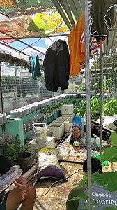 37K views · 564 reactions | UPDATE Tayo sa garden sa Rooftop mga ka idol | Daily Garden at Home | Facebook