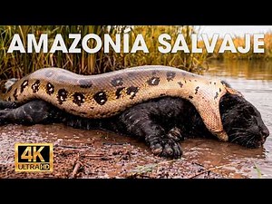 WILD AMAZON - Survival in the Most Dangerous Jungle #wildanimals | NATURE LIFE