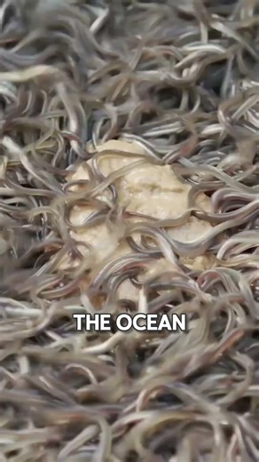 The strange world of EEL FARMING