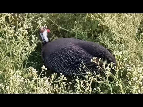Guineafowl bird hunting in forest
