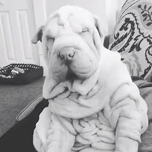6K views · 178 reactions | This Wrinkly Pooch Cannot Keep its Eyes Open! So funny. | Dirty Dog Daily | Facebook
