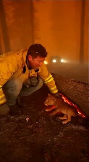 Lion Cub Rescue Inside a Wildfire Smoke Wall | Seconds From Disaster