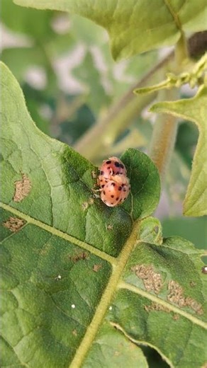 Ladybug & Predator Wasps: Nature’s Pest Control in Action #nature #ladybug #yumnavillage #shorts