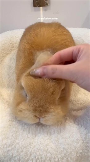 Eggie the Bunny's Hair Loss Journey | Cute Rabbit Videos