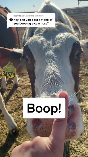 Booping a Snoot: Exploring the Red Holstein Cow Breed
