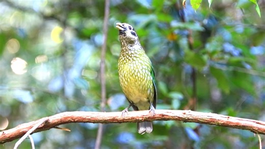 Good morning #Birds & #Nature! Spotted catbird calling (Ailuroedus maculosus) Queensland, Moluccas, New Guinea. | BIRDS & Nature
