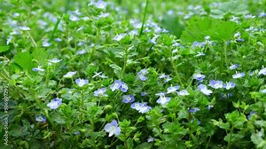 Veronica chamaedrys, the germander speedwell, birds-eye speedwell, or cats eyes is an herbaceous perennial species of flowering plant in the plantain family Plantaginaceae.