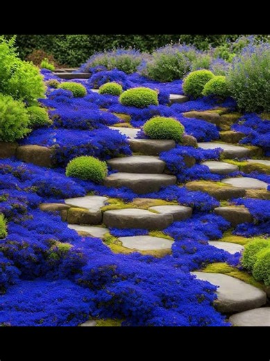 Looking for the perfect ground cover that’s both functional and stunning? 🌿✨ ​Transform your garden with Blue Creeping Thyme! Not only does it create a breathtaking carpet of vibrant blue-violet blooms, but it’s also incredibly low-maintenance, drought-tolerant, and deer-resistant. It’s the perfect solution for filling gaps between pavers, covering rocky slopes, or replacing a traditional lawn with something pollinator-friendly! 🐝🌸 ​Check it out here: https://amzn.to/4l1EiJZ ​#CommissionEarne
